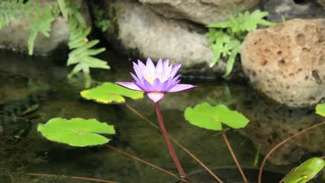 Water-Lily-In-Pond-With-Pads
