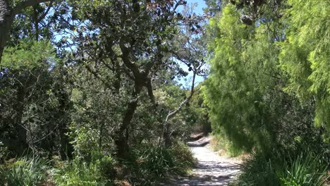 Australien-Banksia-Waldweg