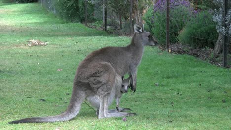 Australia-Grampians-Kangaroo-With-Joey-By-Fence