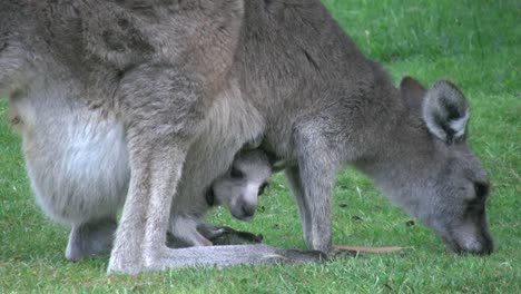 Australia-Grampians-Kangaroo-With-Joey