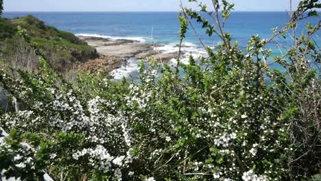 Australien-Große-Ozeanstraße-Blumen-Und-Küste