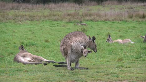 Australia-Kosciuszko-Kangaroo-Joey-Sticks-Head-Out-Of-Pouch