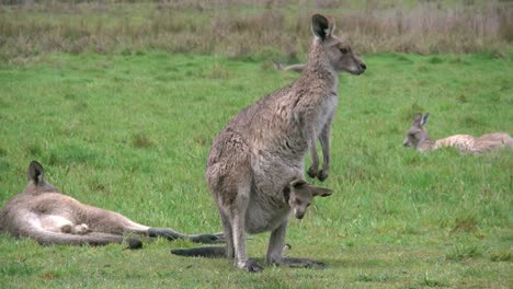 Australia-Kosciuszko-Kangaroo-With-Joey-In-Pouch