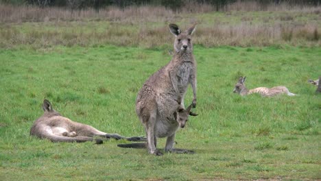 Australia-Kosciuszko-Mother-Kangaroo-With-Joey