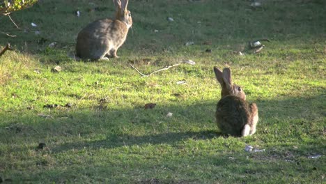 Australia-Murramarang-Beach-Bunny-Conejos-Uno-Saltos