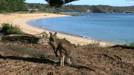 Australia-Murramarang-Beach-Kangaroo-Looks-Up-And-Turns-Face-On