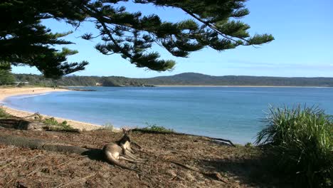 Australia-Murramarang-Beach-Kangaroo-Lying-With-Beach-Beyond