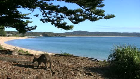 Australia-Murramarang-Beach-Kangaroo-Turns-Away