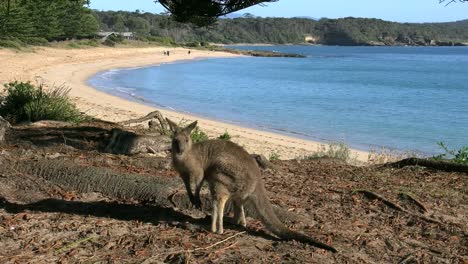 Australia-Murramarang-Beach-Kangaroo-Turns-Toward-Beach