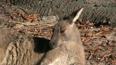 Australia-Murramarang-Kangaroo-Head