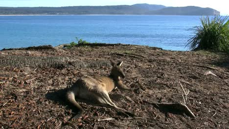 Australien-Murramarang-Känguru-Faulenzen