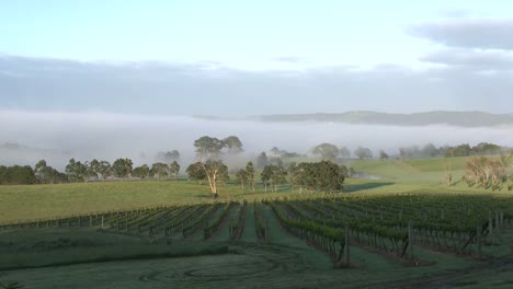 Australien-Outlet-Hill-Weinberg-Ansicht-Vergrößern-Vergangenheit-Weinberg