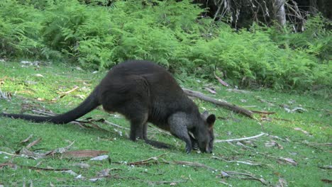 Australia-Yarra-Ranges-Wallaby-Explores-The-Ground