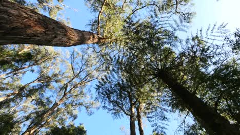 Australia-Yarra-Ranges-Ferns-And-Gum-Forest-Looking-Up