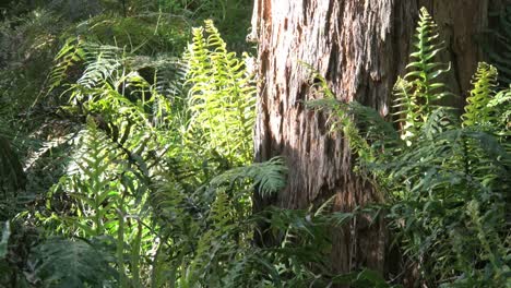 Australia-Yarra-Ranges-Ferns-And-Gum-Tree-Trunk