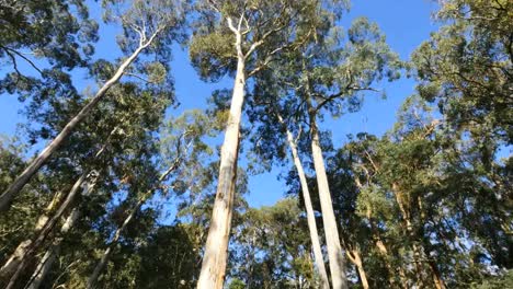 Australia-Yarra-Ranges-Gum-Forest-Tilt-Down