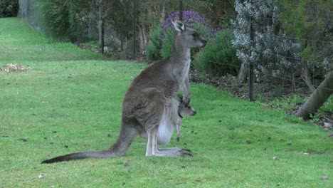 Australisches-Känguru-Mit-Joey-Stehend