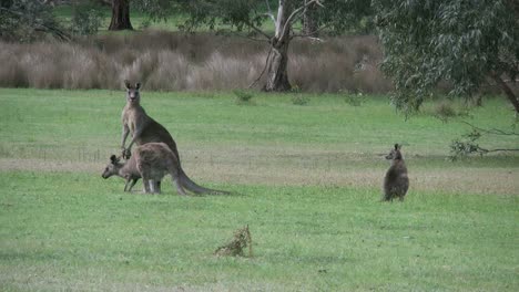Australia-Kangaroos-At-Halls-Gap-Hopping