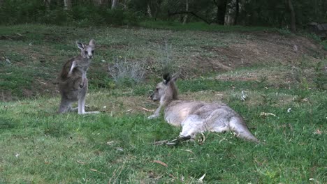 Australia-Kangaroos-At-Halls-Gap-Mother-And-Young-Good