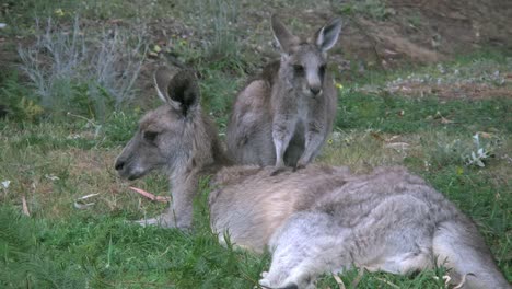 Australien-Kängurus-Kleine-Lehnt-Sich-An-Mutter