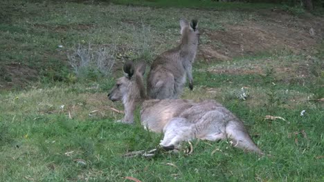 Australien-Kängurus-Mutter-Und-Junge-Drehen-Gesichter-Turns