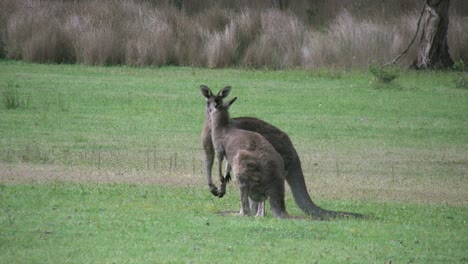 Australia-Kangaroos-Together-At-Halls-Gap
