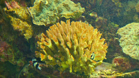Korallen-Und-Kleine-Fische