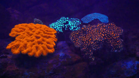 Cabezas-de-coral-fluorescente