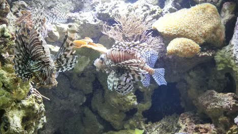 Lion-Fish-Swims-Up