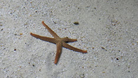 Sea-Star-On-Sand
