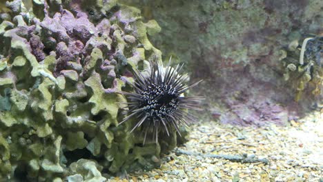Sea-Urchin-With-Spines