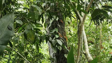 Vanuatu-Jungle-Vines-On-Tree-Trunk
