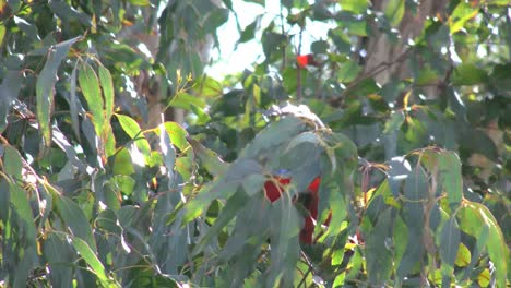 Australien-Crimson-Rosella-Sitzt-Auf-Einem-Ast-Und-Fliegt-Dann