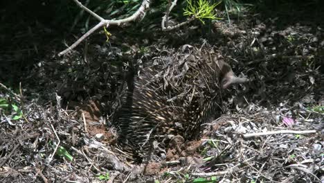 Australia-Echidna-Moves-And-Sticks-Nose-Out