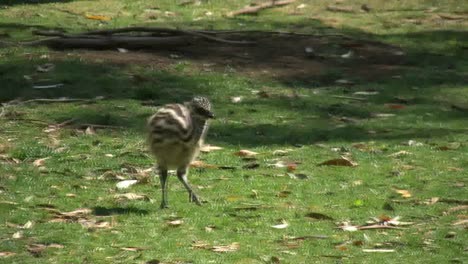 Australia-Emu-Chick-Walking
