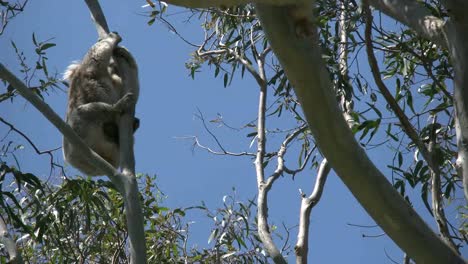 Australia-Koala-Climbing-Gum-Tree