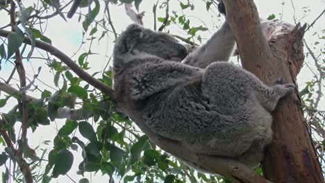 Australia-Koala-Clinging-To-Branch