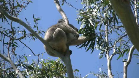 Australia-Koala-Holds-Branch-In-Gum-Tree-While-Eating