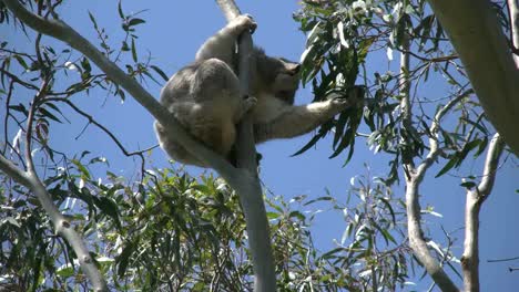 Australia-Koala-In-Gum-Tree-Eats-Leaves