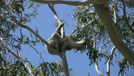 Australia-Koala-In-Gum-Tree-Reaches-For-Leaves