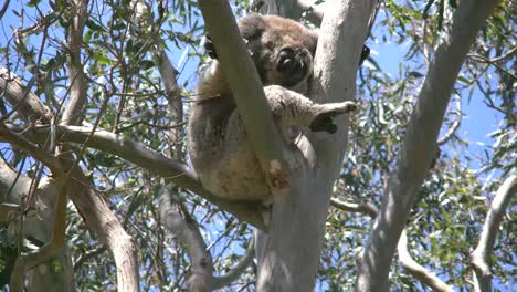 Australia-Koala-In-Gum-Tree-With-Foot-Out
