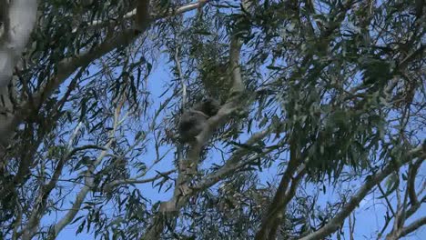 Australien-Koala-Im-Gummibaum-Zoomt-Heraus