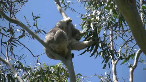 Australia-Koala-In-Tree-Eating-Gum-Leaves