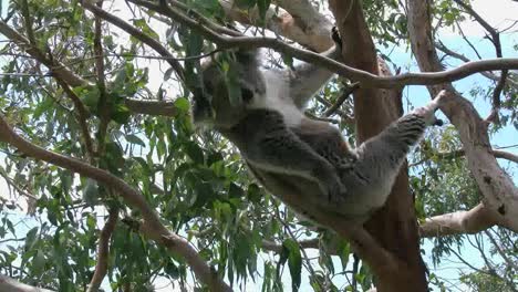 Australia-Koala-In-Tree-Moving