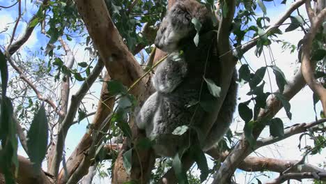 Australia-Koala-In-Tree-Turns-Head