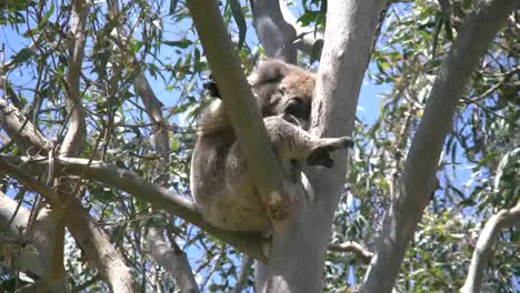 Australia-Koala-Moves-Arms-And-Legs-In-Gum-Tree