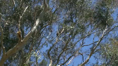 Australia-Koala-Sleeping-In-Gum-Tree-Zooms-In