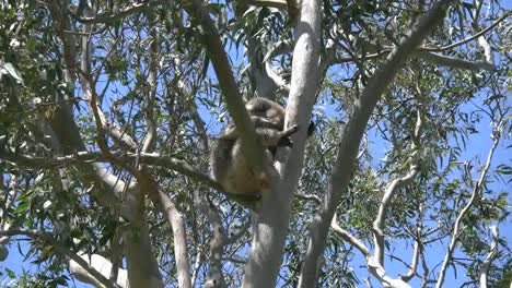 Australia-Koala-Sleeping-In-Gum-Tree-Zooms-Out