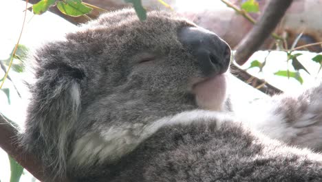 Australia-Koala's-Face-In-Tree