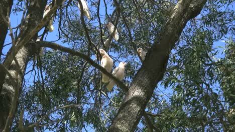 Australia-Long-Billed-Corella-Birds-In-Gum-Tree-Two-Fly-Away